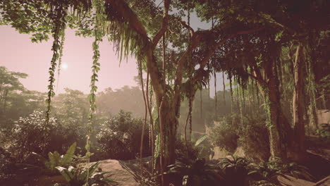 beautiful sunrise in a lush tropical jungle