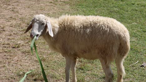 las ovejas comen y mastican hierba en un campo