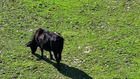 morning shot with drone at a short orbital distance over a green grass meadow where an adult black avila cow from sustainable livestock grazes on a sunny spring day in avila spain