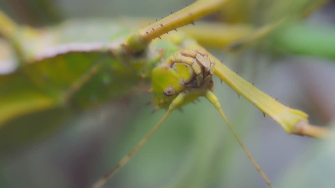 Macro shot of a jungle nymph hanging from a tree