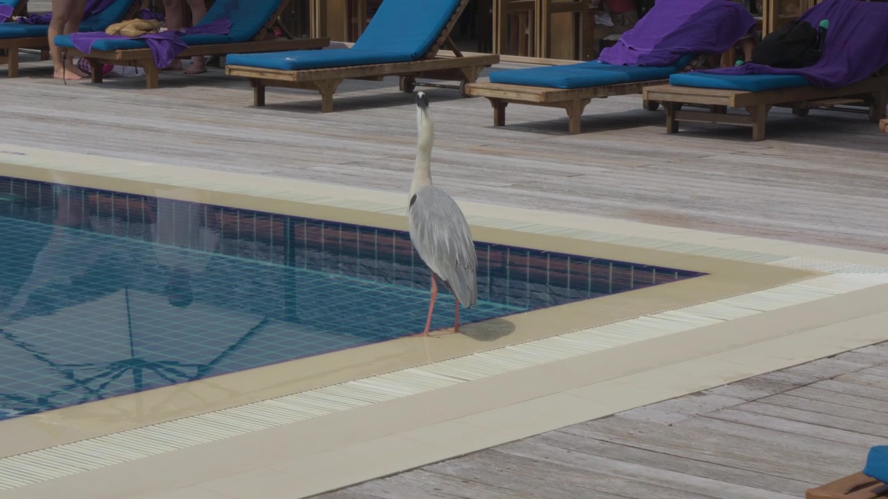 A grey heron raises and extends its long neck while standing on the wet edge of a swimming pool, with blue sun loungers and partially visible guests behind it at a Maldives resort.