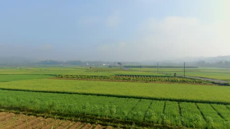 Idyllic-rice-fields-in-Indonesian-village-Salaman-Magelang-on-Java,-aerial-view