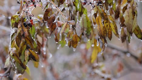 leaves and branches of the tree froze during the first morning frost in late autumn.