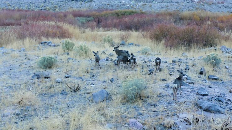 Aerial Tracking Shot Wild Deer On Pleasant Valley Floor At Bishop California