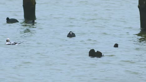 Long-tailed-ducks-flock-swimming-in-water-and-looking-for-food,-overcast-day,-distant-medium-shot