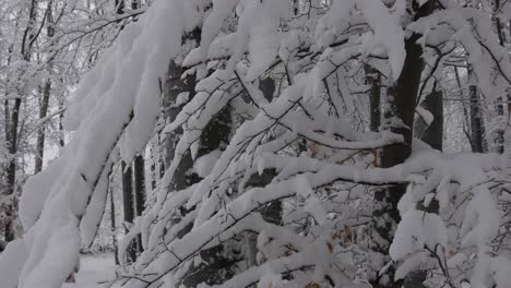 Bosque-Nevado