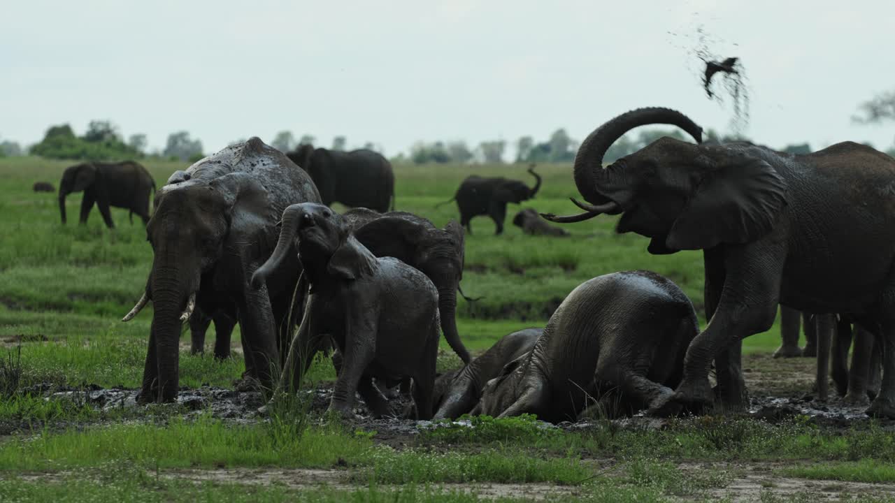 A huge herd of African elephants and their calves having a mud bath, throwing mud over their backs and rolling in the mud in the middle of the day, Chobe National Park