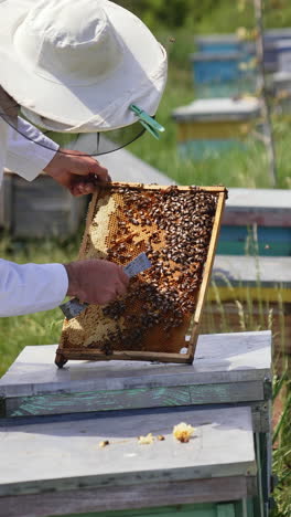 apiarist examines bees. professional beekeeper in white protective suit and cap working with bees in the apiary. apiculturist looks after bees. vertical video