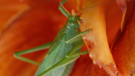 a close-up shot of a green great grasshopper on an orange blossoming flower