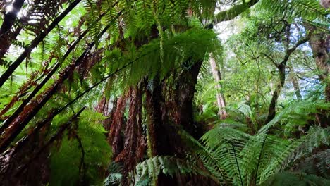 vegetación exuberante y árboles altos en el bosque tropical