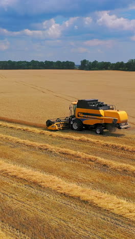 harvesting of wheat in summer. aerial view of beautiful countryside landscape with large field. vertical video