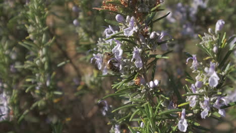 flor de abelha polinizadora na primavera