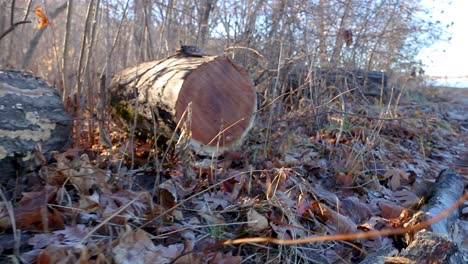 a close up view of frozen to the ground cut tree stumps