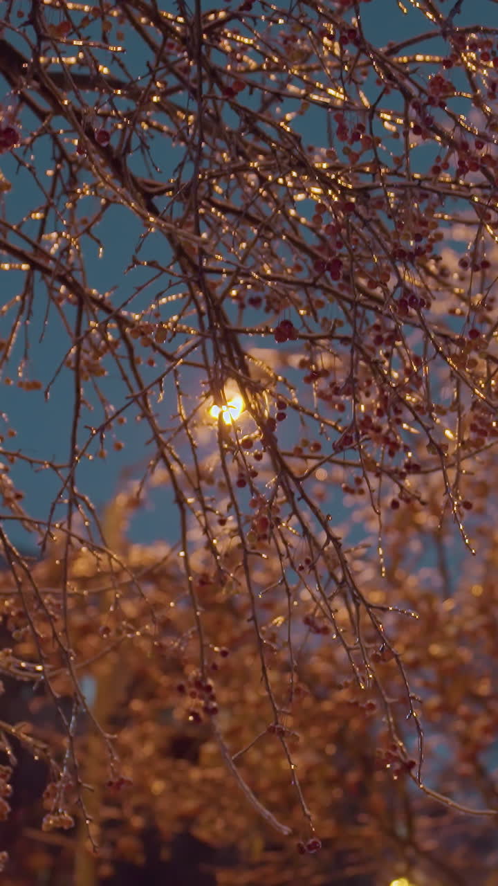 얼음과 은 열매로 장식 된 나무 가지는 황금빛 아래 반이고, 은 파란 하늘을 배경으로 평온한 겨울 장면을 만들고, 생생한 빨간 열매와 반이는 얼음의 대조를 만니다.