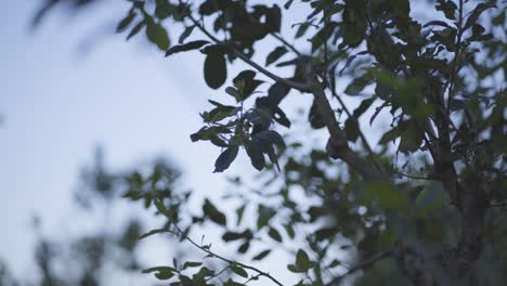 slow motion soft focus of young tree and branches moving in the wind