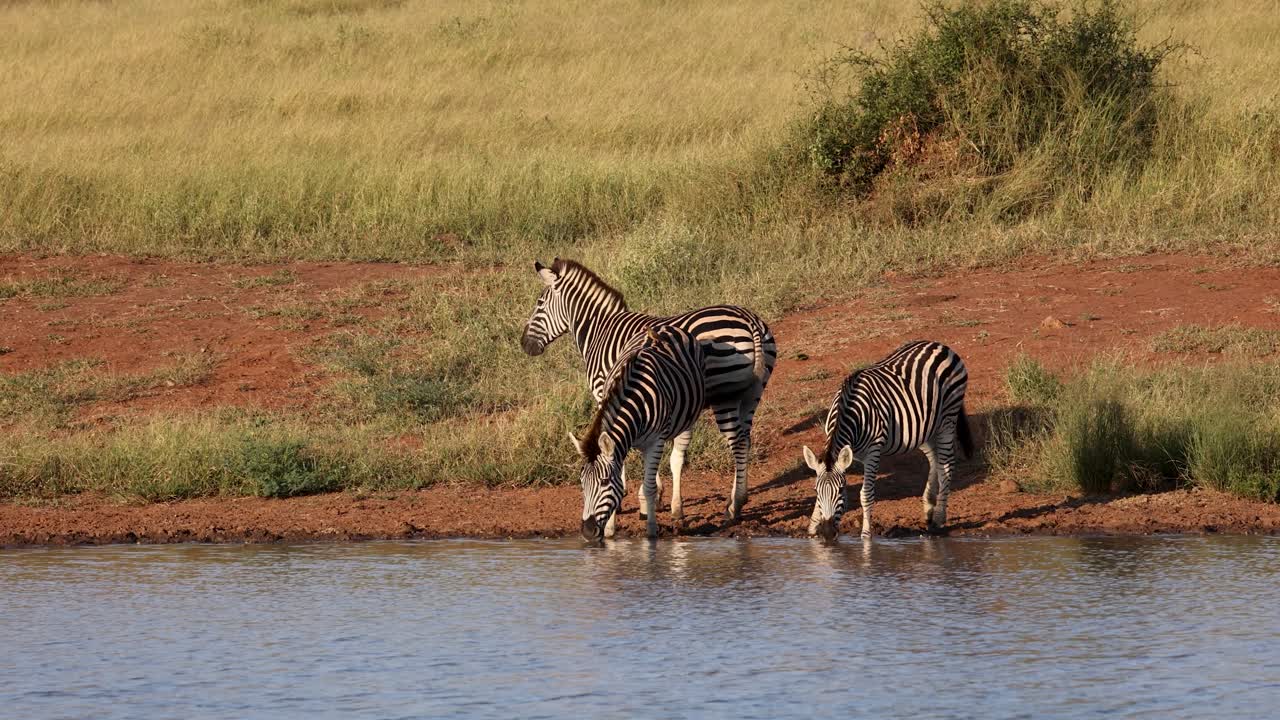 A group of nervous zebras cautiously approaches a waterhole on high alert in the African savanna