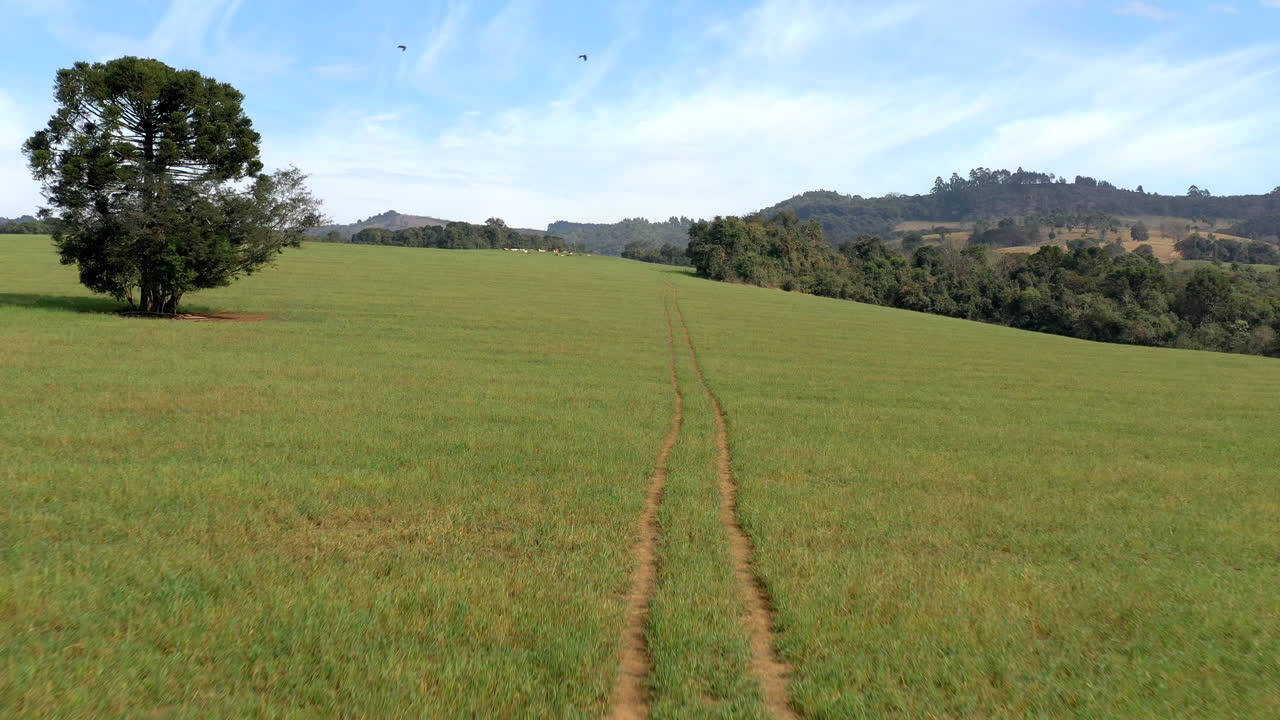 hermosa vista panorámica escénica cinematográfica aérea de los campos verdes de campo ondulado con marca de pista, pájaros volando y cielo azul