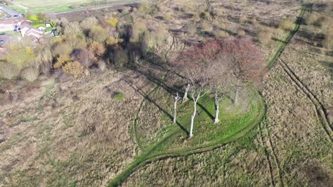 Aerial of 6 lone trees on ancient burial site with houses in distance. Seven Sisters - Houghton-le-Spring, UK