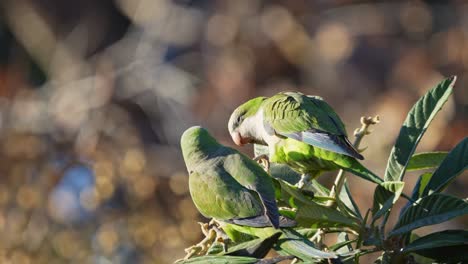 a group of monk parakeets perching on a tree while feeding on medlar fruits