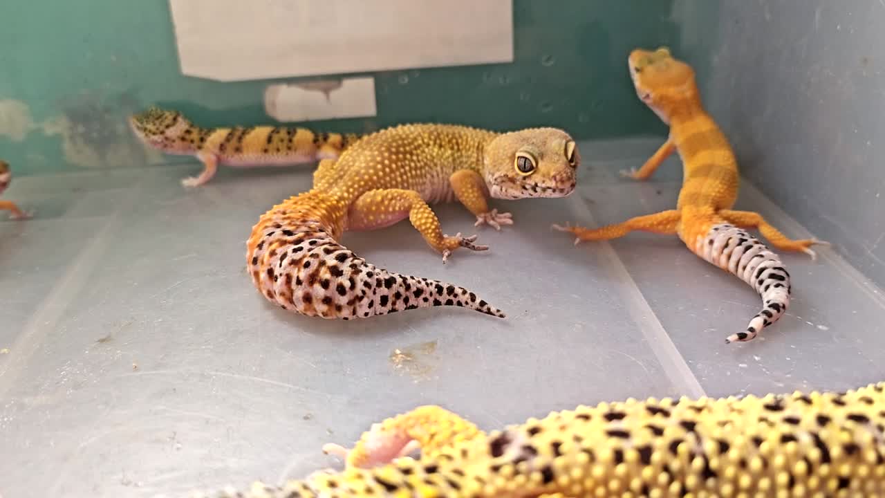 Family of leopard geckos roaming around their clear vivarium.