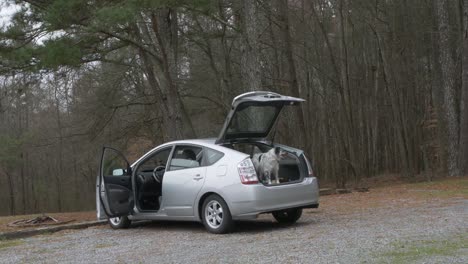 australian-shepherd-dog-in-back-of-hatchback-car-looks-away-and-back-slow-motion