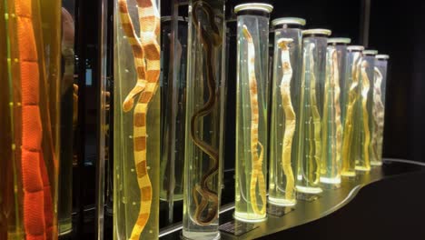 various snakes in large glass tubes at the snake garden museum. filmed on jan 21, 2025 in bangkok, thailand.