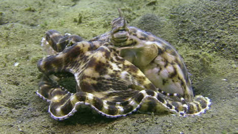 Mimic-octopus-with-a-crab-that-has-been-just-killed,-octopus-tries-to-crack-crab-shell-with-its-biting-tools-to-get-to-the-inner-tissue,-claws-and-legs-sticking-out-between-mimic's-tentacles