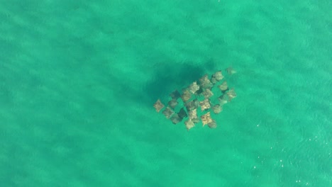 vista aérea de una vaina de rayas nadando y migrando suavemente en las aguas cristalinas del océano pacífico