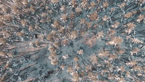 bosque de pinos nevados vista aérea