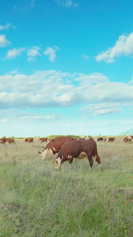 a peaceful rural scene with cows grazing in a green meadow under a blue sky