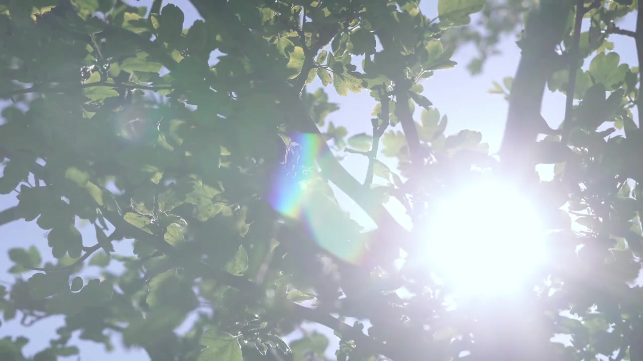 Kijken naar de zon door de bladeren