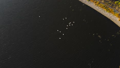 fotografía cenital de pelícanos blancos en vail lake temecula