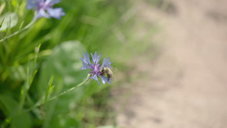 Close-up-shot-of-a-bee-on-a-violet-flower-,-camera-zooms-out-and-bee-flies-away