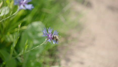 close up shot of a bee on a violet flower , camera zooms out and bee flies away