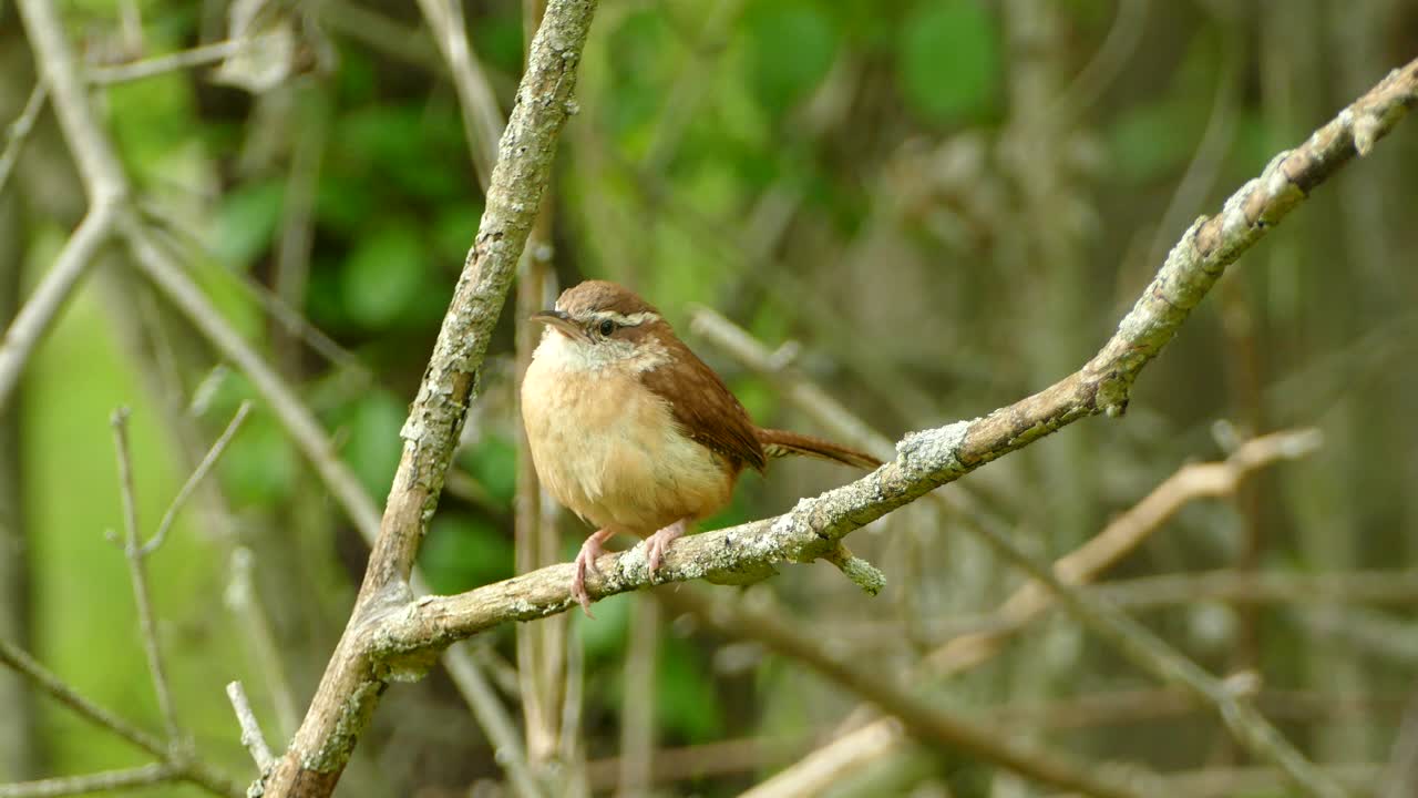 wren caroliniano marrón y blanco posado en una rama mirando a su alrededor