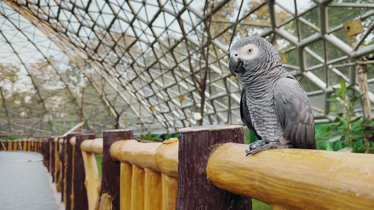 Close-up of an African grey parrot perched on a smooth wooden railing inside a geometric aviary, layered grey feathers and curved beak lit by soft daylight