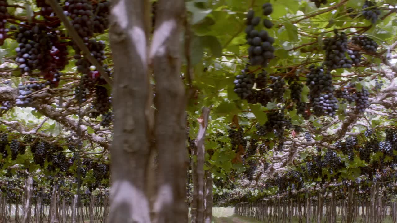 포도나무 줄을 심고, 트레일리스, 와이어 프레임 및 기둥으로 지원합니다.