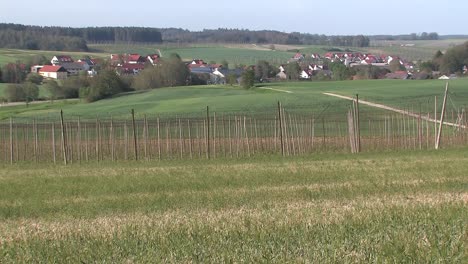 Rare-footage-of-destroyed-hop-garden-after-hailstorm-„Felix“-2009-near-Wolnzach-,-Bavaria,-Germany-6