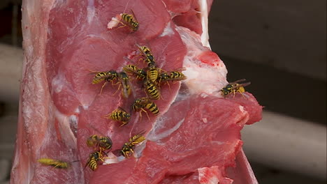 clúster de avispas en un trozo de carne colgando en una carnicería en kabul, afganistán