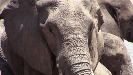 portrait of female african elephant covered with dry mud