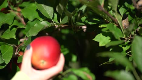 niña recogiendo una manzana roja fresca de una rama de árbol en un día ventoso