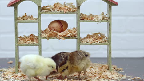 close up of chicks looking for food on dollhouse set