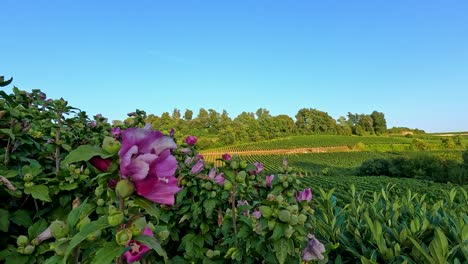 Pink flowers sway in a vineyard breeze