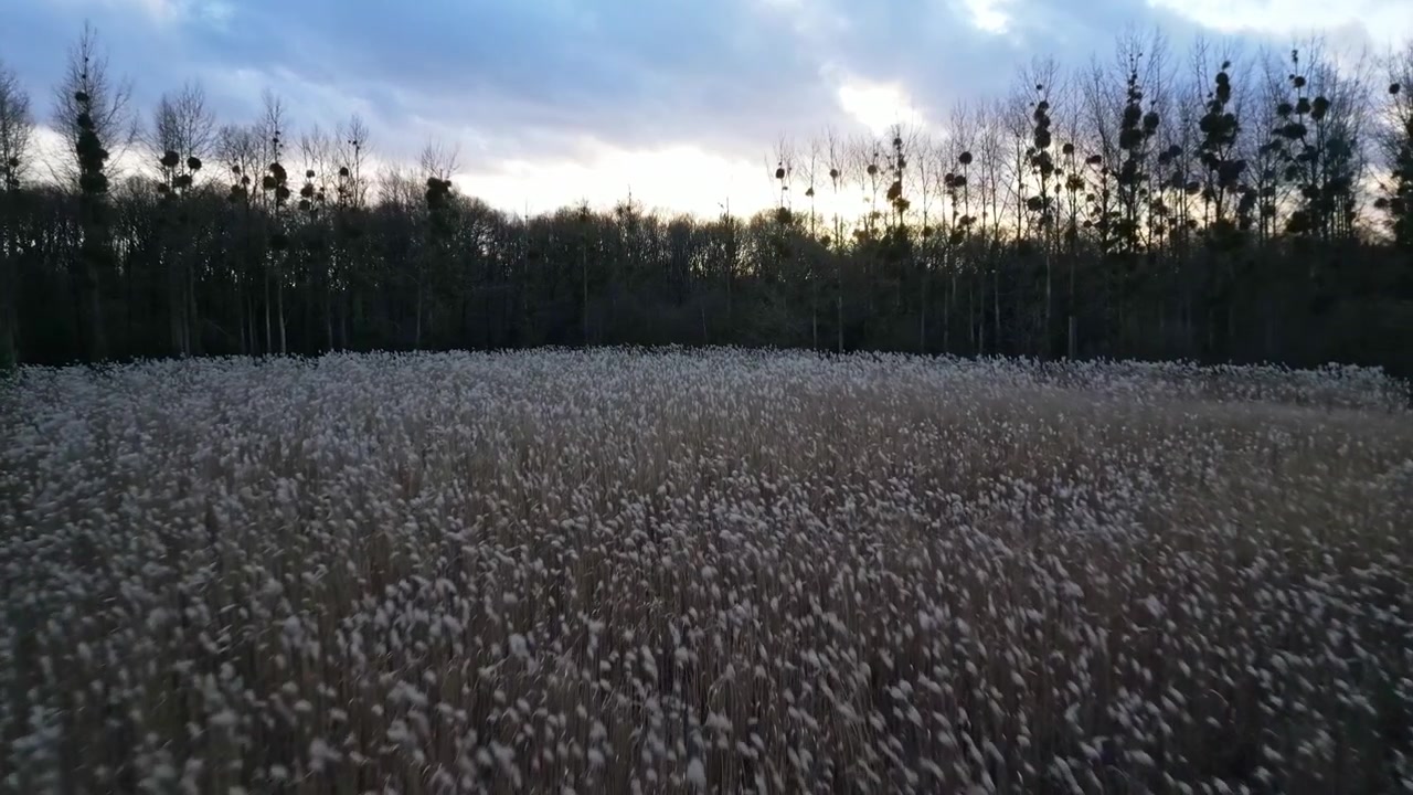 Drone che vola a bassa quota sopra spighe di grano che ondeggiano dolcemente al vento. Ripresa aerea in avanti