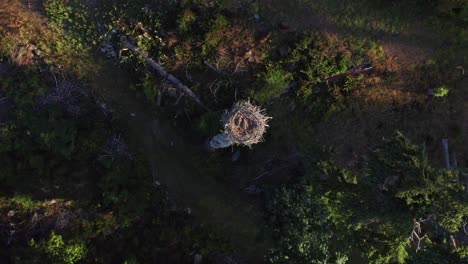 Top-Down-Luftdrohnenaufnahme-Mit-Blick-Auf-Das-Vogelnest-Während-Des-Sonnenuntergangs-Mit-Unglaublichem-Licht