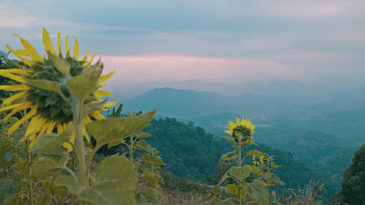 Sunflowers on a Mountain Ridge at Sunset