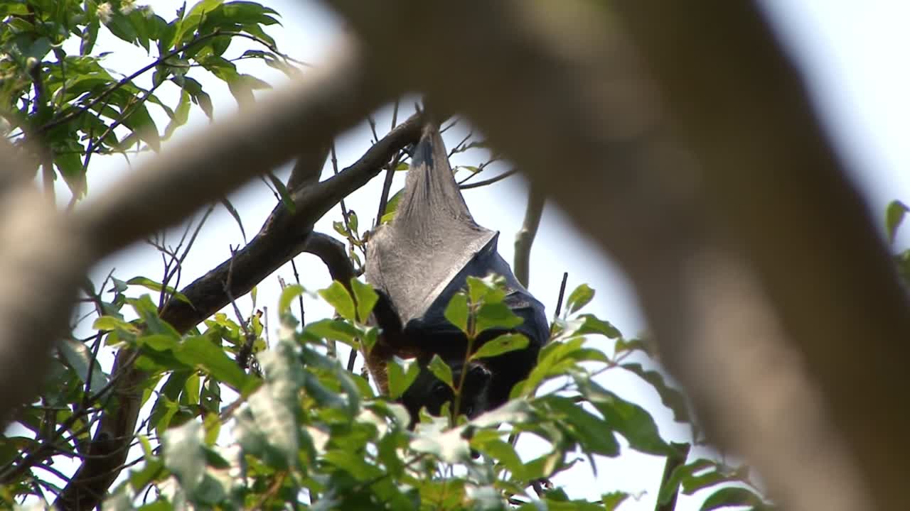 Volpi volanti (pipistrelli della frutta) appese all'albero nei Giardini Botanici Reali a Sydney, Australia
