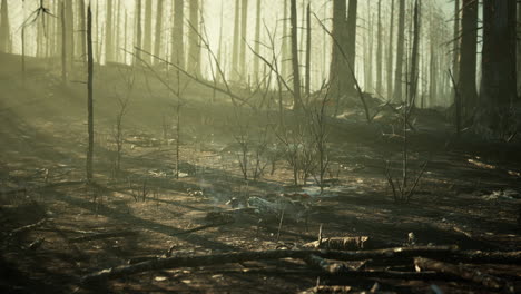 Forest-fire-and-fallen-tree-is-burned-to-the-ground-with-a-lot-of-smoke