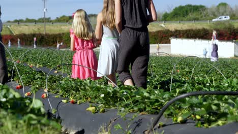 Mädchen-Gehen-Gemeinsam-Auf-Der-Erdbeerfarm-4k-Spazieren
