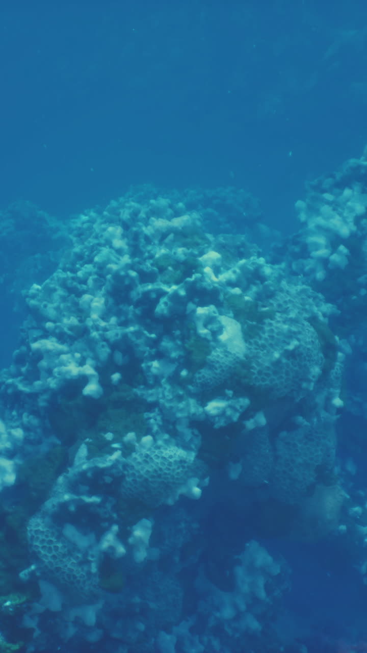 arrecife de coral submarino